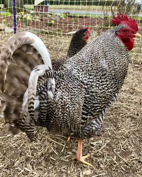 Barred Holland rooster standing near the poultry netting