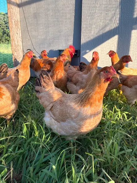 Pasture-raised chickens in tall green grass beside a mobile coop